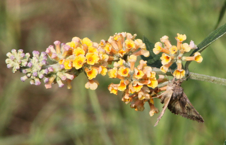 A proposito di Autographa gamma